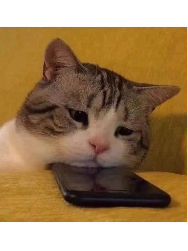 6 Foto Lucu Kucing saat Galau Banyak Pikiran Ini Bikin Gemas