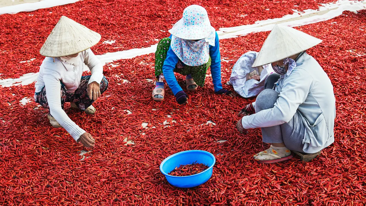 Ilustrasi petani cabai. Photo by Văn Long Bùi/pexels