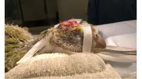 Negara Ini Berhasil Operasi Otak Burung Pertama di Dunia