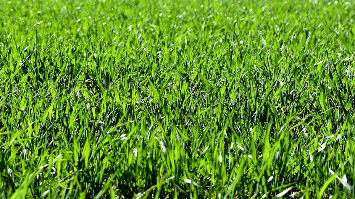 Rumput Akan Tetap Sehat dan Hijau di Bawah Panas Matahari Jika Tuangkan Satu Bahan Alami Ini