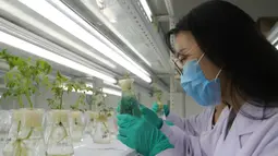 Seorang mahasiswa pascasarjana memantau pertumbuhan tomat hidroponik di Universitas Pertanian Shenyang selama liburan musim panas di Shenyang, Provinsi Liaoning, China timur laut, 3 Agustus 2020. (Xinhua/Yang Qing)