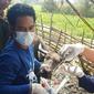 Petugas dari Dinas Peternakan Kabupaten Tulangbawang mengambil sampel dari kerbau yang terindikasi terjangkit PMK