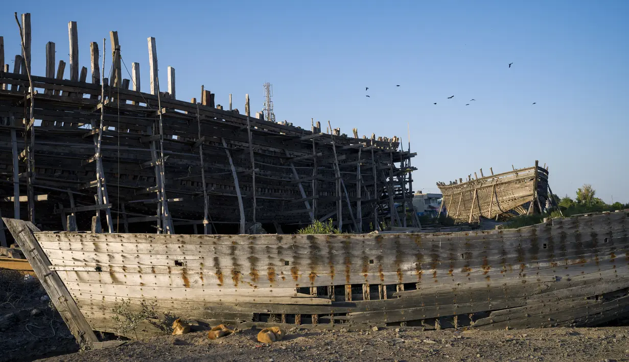 Anjing tidur di samping perahu bekas di latar depan lokasi dua kapal tradisional sedang dibangun di Mandvi di Gujarat, India, Selasa (9/1/2024). (AP Photo/Ashwini Bhatia)
