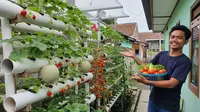 Cara Menanam Pohon Buah Hidroponik dengan Pipa PVC untuk Pemula, Simak Panduannya