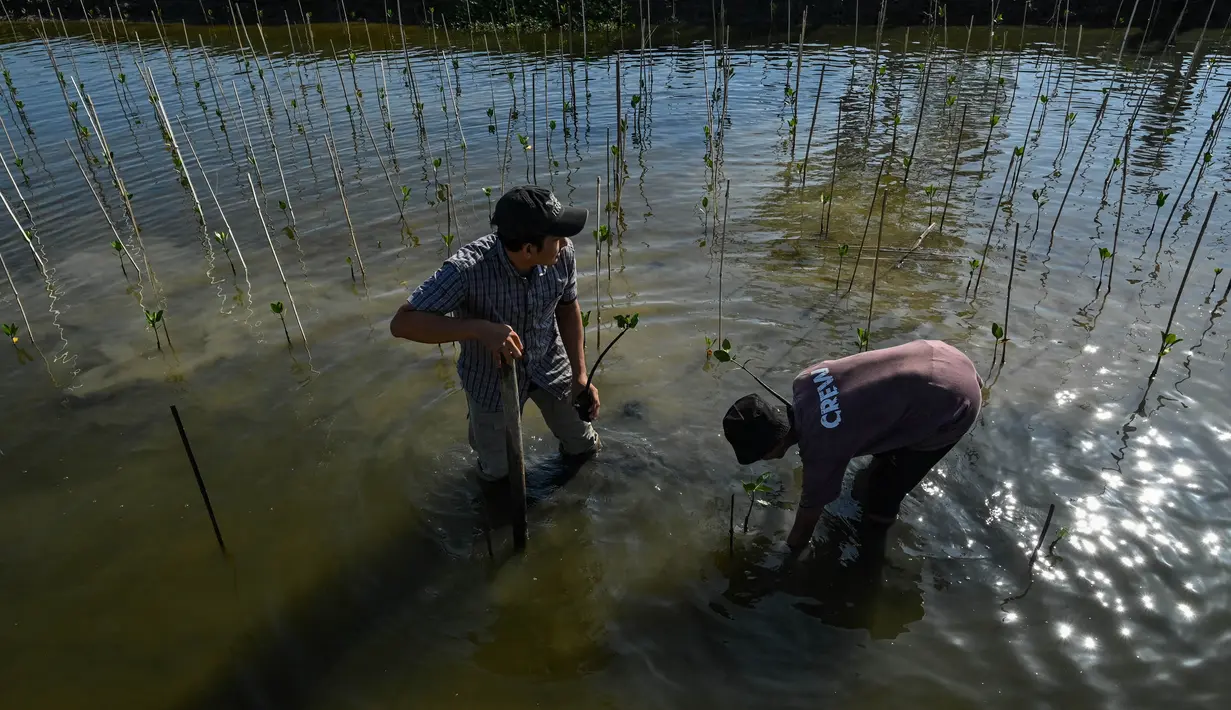 Peringatan Hari Lingkungan Hidup Sedunia menjadi pengingat dampak fenomena pemanasan global yang semakin mengkhawatirkan. (CHAIDEER MAHYUDDIN/AFP)