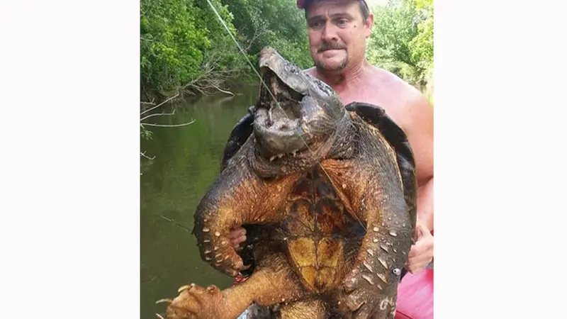 Mancing di Danau, Pria Ini Tangkap Kura-kura Langka Seberat 45 Kg