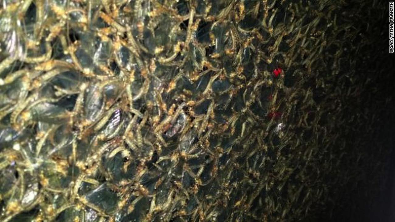 Lalat Capung Kepung Jembatan