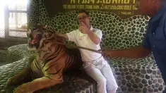 Turis berpose dengan harimau yang wajahnya ditusuk dengan tongkat kayu di kebun binatang Pattaya, Thailand, Kamis (21/12). Wajah harimau itu ditusuk berulang kali agar mengaum saat pengunjung berfoto. (EDWIN WIEK/WILDLIFE FRIENDS FOUNDATION THAILAND/AFP)