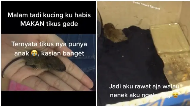 Kasihan Sang Induk Dimangsa Kucingnya, Cewek Ini Pelihara Anak Tikus Got