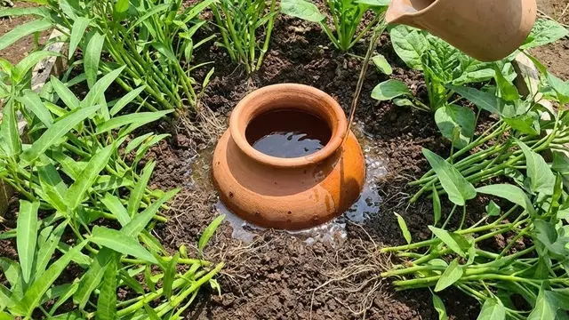 Kebun Sayur Rumah dengan Sistem Siram Otomatis