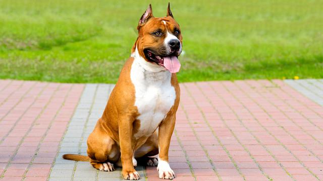 Pitbull Tewaskan Bocah, Ini Fakta Si Bodyguard Handal Sekaligus Pemburu Mematikan