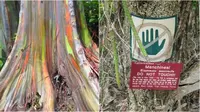 Rainbow Eucalyptus (kiri). Manchineel (kanan). (sumber: Oddee)