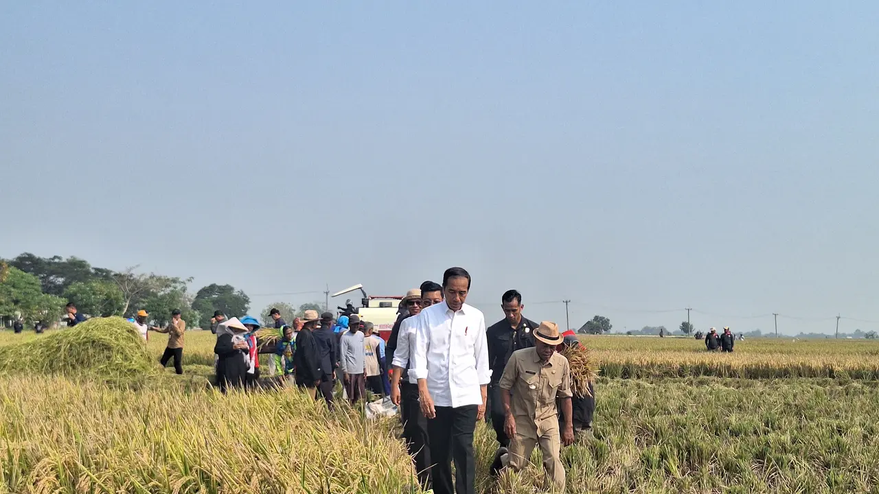 Presiden Joko Widodo atau Jokowi saat meninjau panen padi di Kabupaten Subang, Jawa Barat, Minggu (8/10/2023).