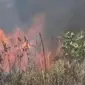 Padang savana Gunung Lemongan terbakar karena ulah orang tak bertanggung jawab yang hendak membuka lahan baru.