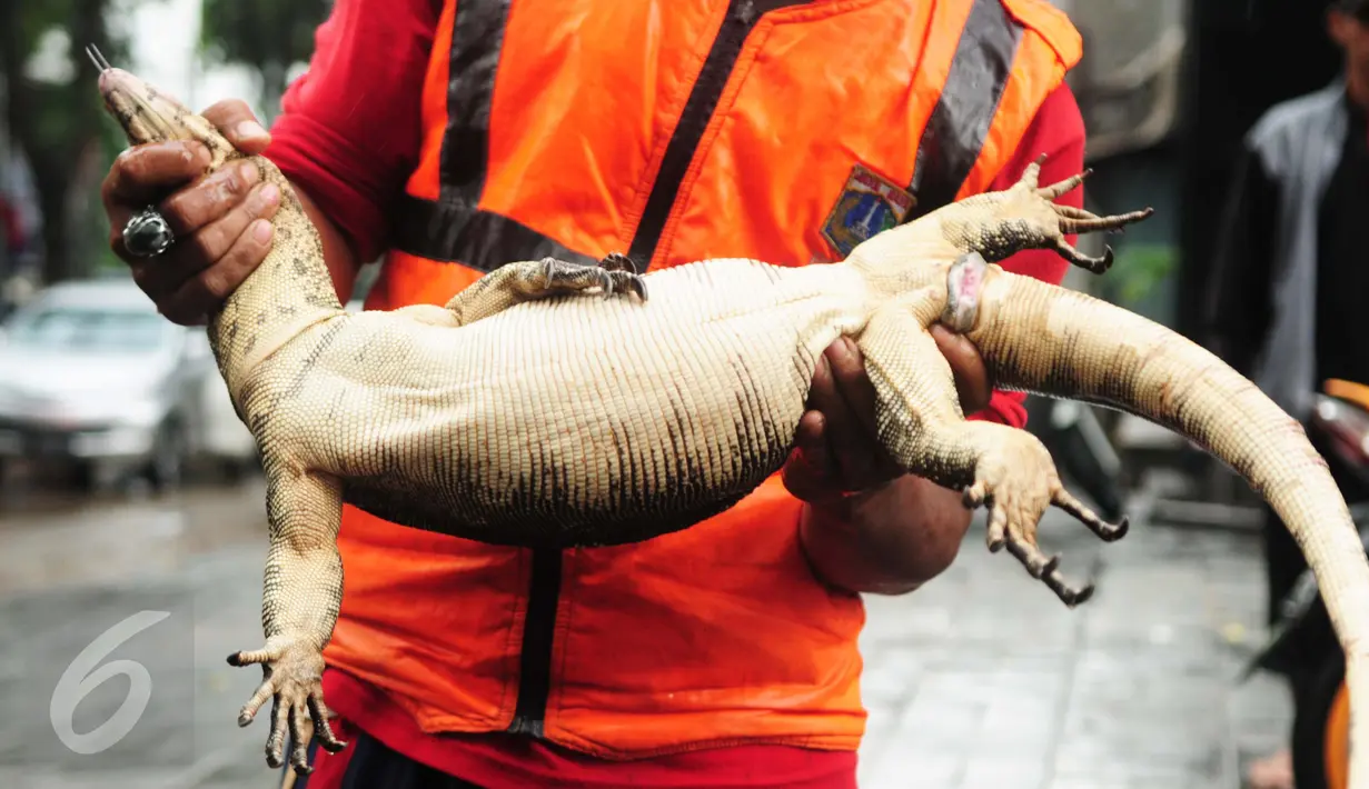 Seekor biawak yang ditemukan petugas Dinas Kebersihan DKI ketika berjibaku menyurutkan genangan banjir di kawasan Kemang, Jakarta Selatan, Selasa (4/10). Biawak sepanjang 2 meter muncul dari saluran air. (Liputan6.com/Gempur M Surya)