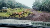 Harimau Sumatera yang memasuki perkebunan sawit berusaha lari dari kejaran petugas BBKSDA Riau. (Liputan6.com/M Syukur)