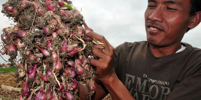 Cuaca Buruk, Harga Bawang Anjlok