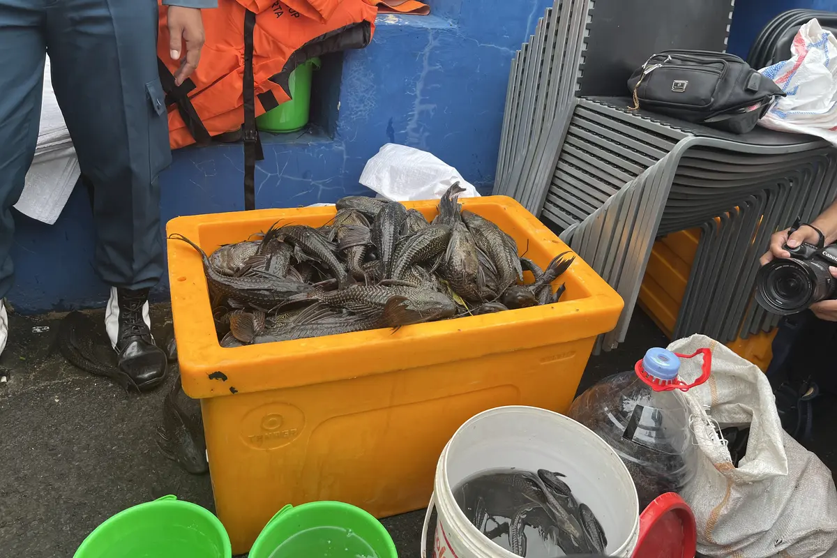 Pemerintah Provinsi (Pemprov) DKI Jakarta menggelar gerakan tangkap ikan sapu-sapu secara serentak di lima wilayah kota administrasi, Jumat (17/4/2026) (Liputan6.com/Winda Nelfira)