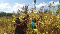 Ketika Sorgum Disulap Jadi Bahan Bakar Pembangkit Listrik Pengganti Batu Bara