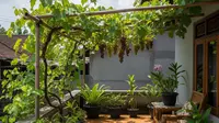 Budidaya Anggur di Teras Rumah Desa Sederhana, Ini Cara Mudah Menanam Buah Premium di Lahan Terbatas