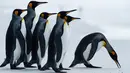 Beberapa penguin King terlihat di Volunteer Point, Kepulauan Falkland (Malvinas), Stanley, Inggris, 6 Oktober 2019. Di wilayah Inggris di Samudra Atlantik Selatan tersebut terdapat penguin jenis King, Rockhopper, Gentoo, Magellanic, dan Macaroni. (Pablo PORCIUNCULA BRUNE/AFP)