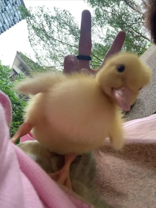 Momen Kocak Julian Jacob Bersama Bebek Peliharaannya, Bikin Gemas Warganet. (Sumber: Instagram/julianjacs)