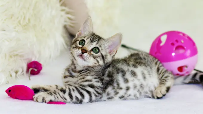 4 Tips Menghemat Pengeluaran untuk Hewan Peliharaan