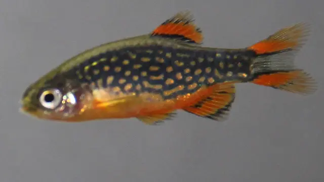 Celestial Pearl Danio
