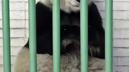 Shuan Shuan, panda raksasa wanita (Ailuropoda melanoleuca) terlihat selama pemeriksaan fisik di kebun binatang Chapultepec, Mexico City (12/2/2020). Xin Xin dan Shuan Shuan merupakan dua spesimen Hewan yang lahir di Meksiko dan satu-satunya di dunia yang tidak dimiliki China. (AFP/Alfredo Estrella)