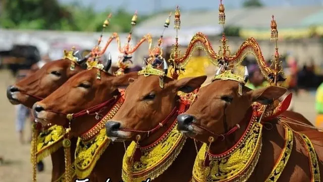 Manten Sapi