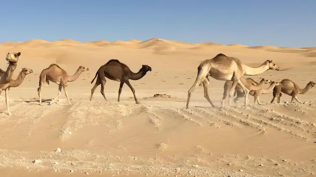 Rubal Khali