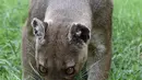 Seekor fossa dari Madagaskar menjilat daging yang telah dibekukan di kebun binatang Bioparc di Valencia, Italia (23/7). Pemberian makanan beku ini dikarenakan suhu panas yang melanda Italia. (AFP PHOTO / Jose Jordan)