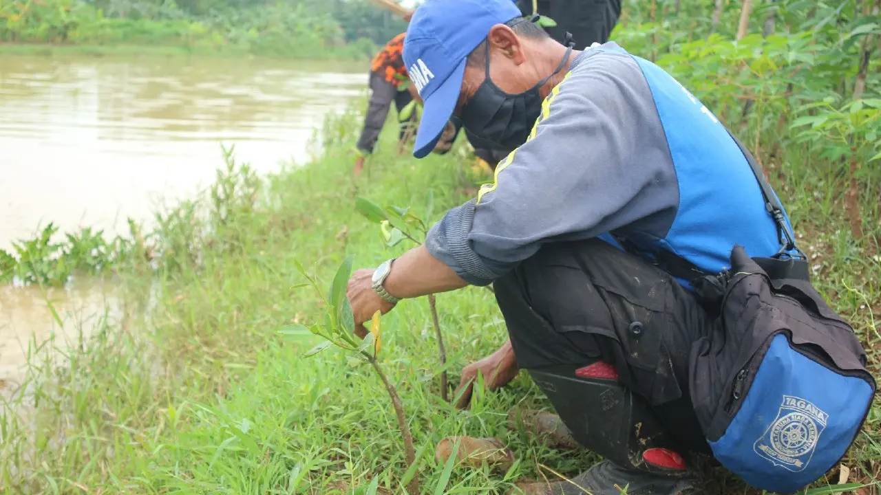 Tagana Banyumas menanam ribuan mangrove di DAS Ijo, yang bermuara di pantai selatan. (Foto: Liputan6.com/Tagana Banyumas-Ridlo)