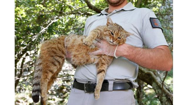 Ilmuwan Ini Temukan Spesies Kucing Baru, Penampakannya Mengagumkan