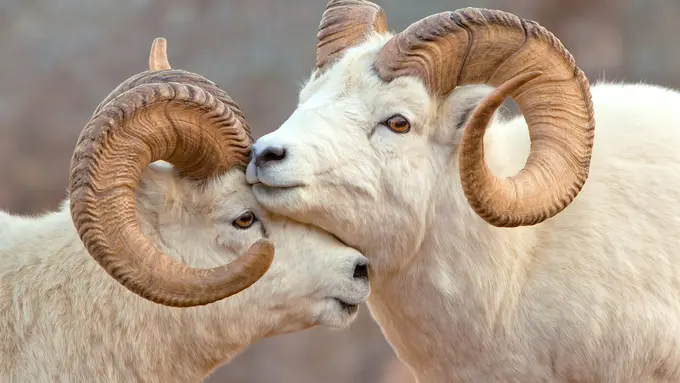 Deretan Potret Kehidupan Liar Terbaik Selama 20 Tahun Belakangan