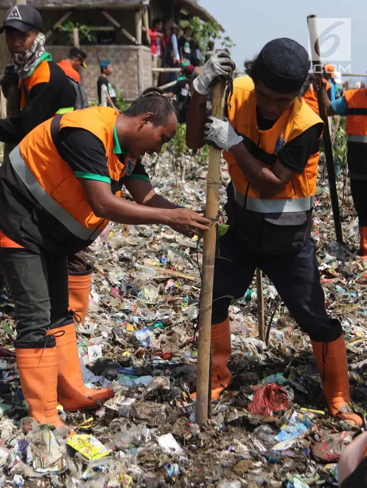 Petugas Sudin Lingkungan Hidup bersama PPSU menanam bibit pohon mangrove di atas tumpukan sampah di kawasan hutan mangrove Ecomarine, Jakarta Utara, Minggu (18/3). Mangrove sangat diperlukan untuk menahan abrasi. (Liputan6.com/Arya Manggala)