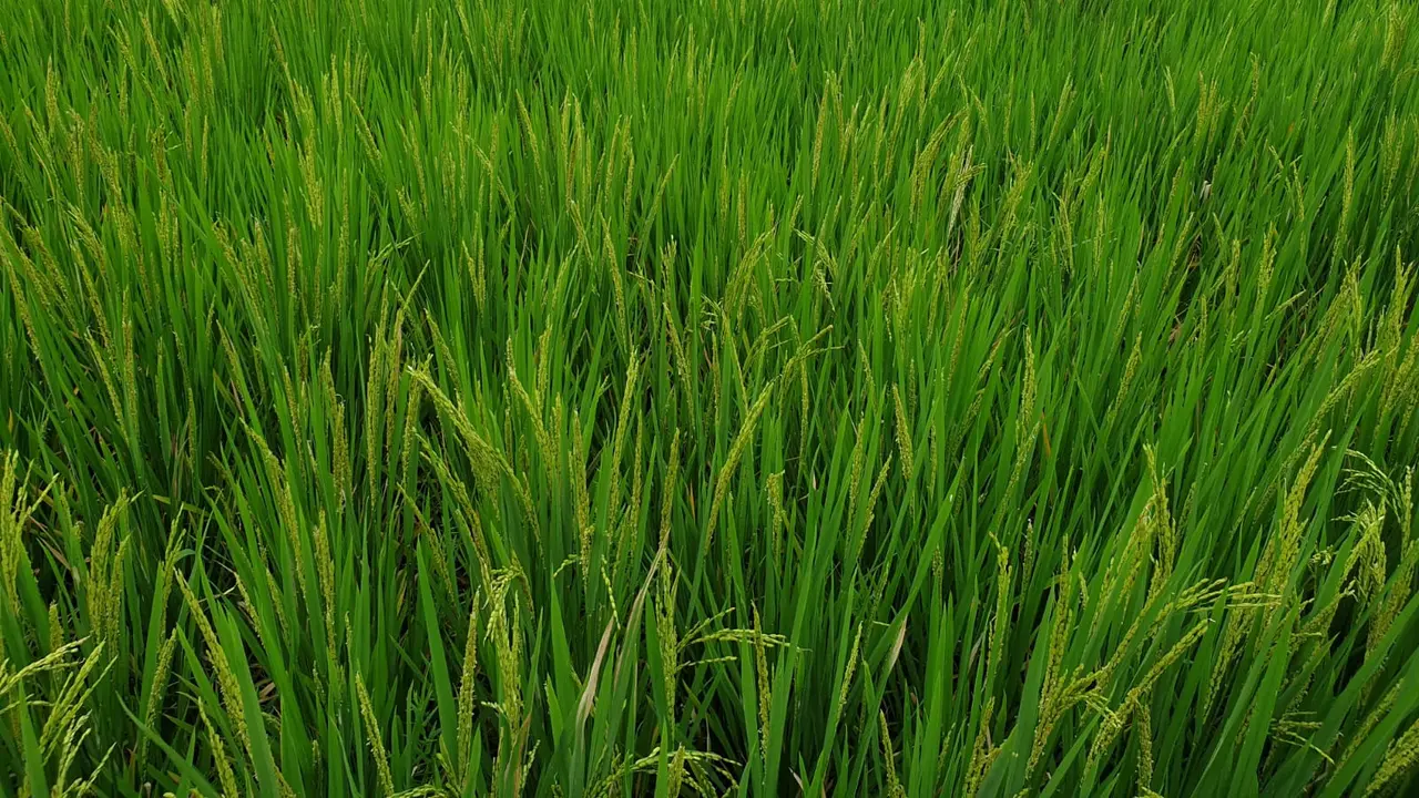 Sejumlah tanaman padi di beberapa area tanam warga di Garut, Jawa Barat, mulai menguning menjelang panen.