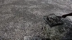 Nelayan setempat mengumpulkan puluhan ribu ikan air tawar "popocha" yang mati di laguna Cajititlan, negara bagian Jalisco, Meksiko, 17 Agustus 2015. Diduga sekitar 25 ton ikan mati karena tercemar limbah pabrik. (AFP PHOTO/HECTOR GUERRERO)