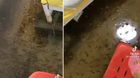 Gara-Gara Banjir, Viral Wanita Kaget Kamarnya Penuh Ikan dalam Semalam