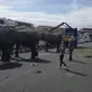 Sejumlah gajah sirkus kabur dari kendaraan pengangkut mereka yang mengalami kecelakaan di sebuah jalan raya Provinsi Albacete, Spanyol, Senin (2/4). Menurut polisi, satu dari lima ekor gajah mati karena luka yang dideritanya. (twitter.com/PoliciaAlbacete)