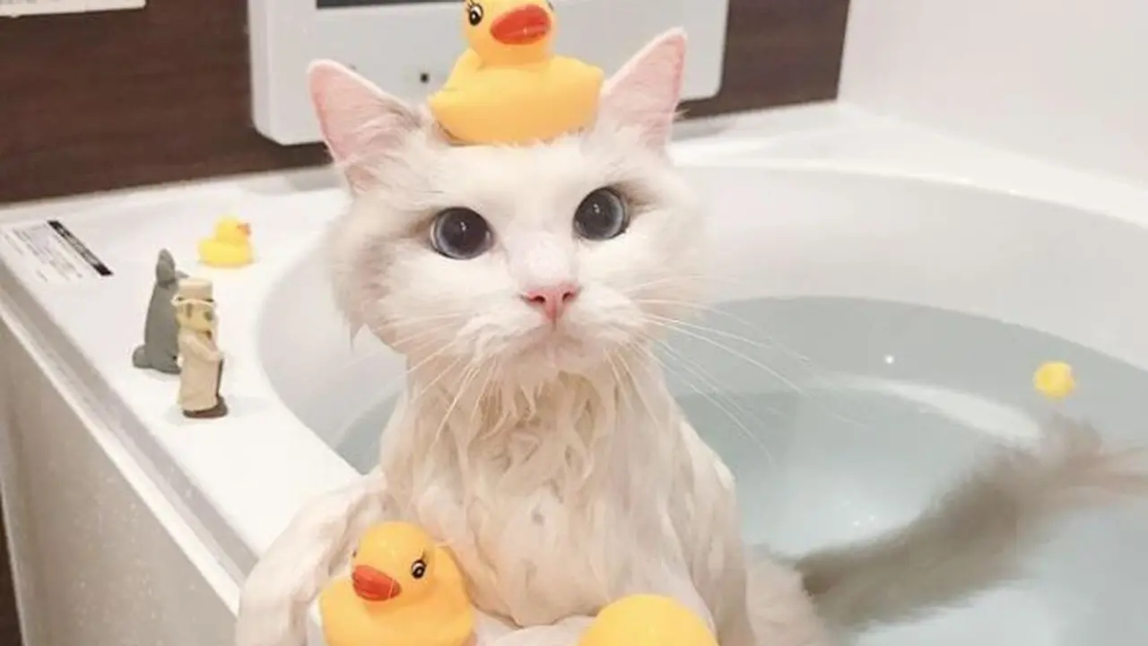 6 Potret Lucu Kucing saat Mandi Ini Curi Perhatian, Bikin Gemas