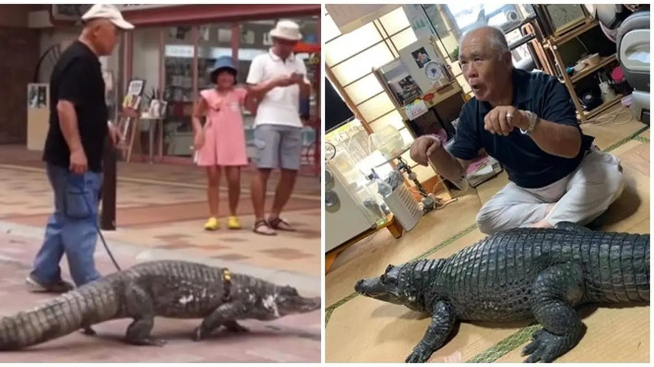 Bak Pelihara Anjing, Pria Ini Hidup Bersama Buaya Selama 39 Tahun