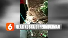 Kebun ini ternyata dijadikan ular kobra untuk berkembang biak.