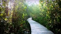 Hutan Mangrove Wonorejo adalah wisata alam terbaik di Surabaya (Foto: indoturs.com)