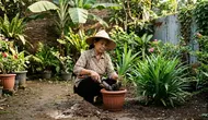 Cara Menanam Daun Pandan agar Tumbuh Banyak dan Rimbun di Rumah
