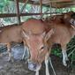 Peternakan sapi di Riau. (Liputan6.com/M Syukur)