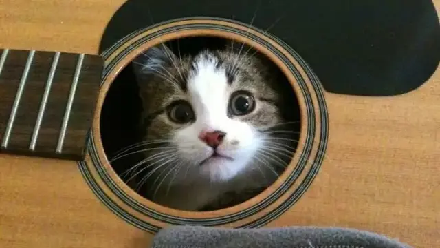 8 Potret Kucing saat Coba Sembunyi Ini Justru Bikin Gemas