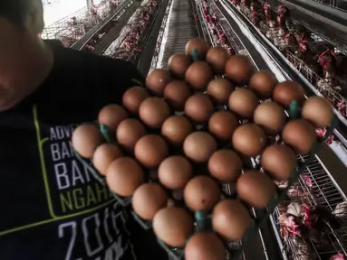 Peternak memanen telur di Desa Pengasinan, Kecamatan Gunung Sindur, Bogor, Jawa Barat, Sabtu (20/11/2021). Harga telur bergerak tidak normal dalam beberapa hari terakhir. (Liputan6.com/Johan Tallo)