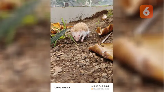 <p>Beberapa hasil foto memakai Oppo Find X8. (Liputan6.com/ Yuslianson)</p>