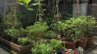 10 Pilihan Sayur yang Bisa Tumbuh Tanpa Sering Disiram, Cocok untuk Lahan Kering dan Cuaca Panas